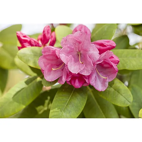Pflanzen für dich  Großblumiger Rhododendron 30-40 cm