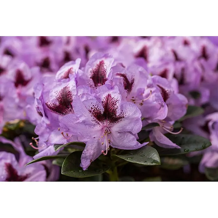 Pflanzen für dich Rhododendron 40-50 cm - Rhododendron Hybr. 'Metallica', Blütenfarbe: Violett - Nahaufnahme leuchtend violetter Blüten mit dunkelroten gesprenkelten Zentren und grünen Blättern, teils mit Tautropfen.
