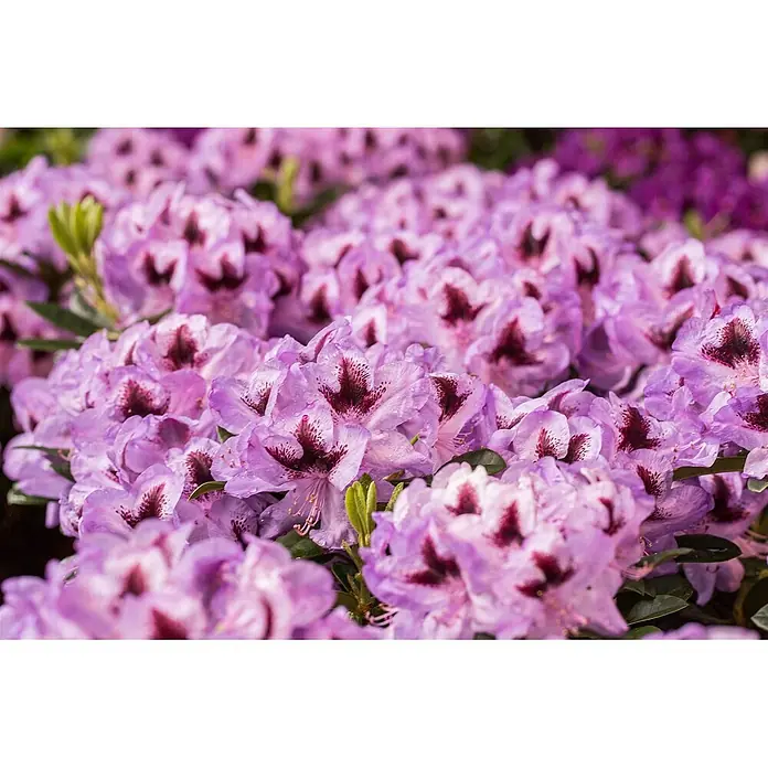 Pflanzen für dich Rhododendron 40-50 cm - Rhododendron Hybr. 'Metallica', Blütenfarbe: Violett - Nahaufnahme leuchtend hellvioletter Rhododendronblüten mit dunklen Zentren, taunass.