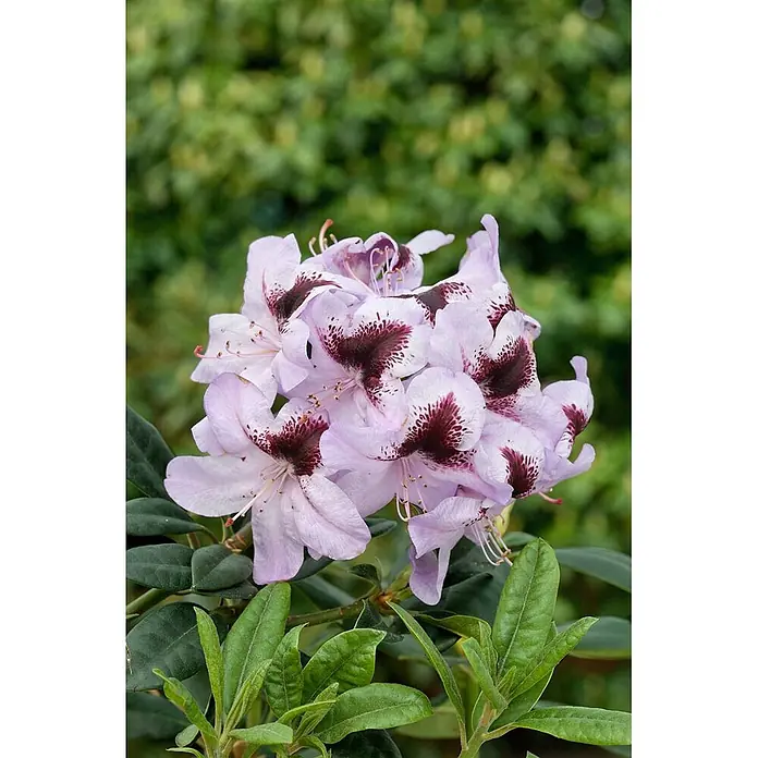 Pflanzen für dich Rhododendron 40-50 cm - Rhododendron Hybr. 'Metallica', Blütenfarbe: Violett - Ein Blütenstand hellvioletter Rhododendronblüten mit dunkelroten Flecken in der Mitte, umgeben von grünen Blättern.