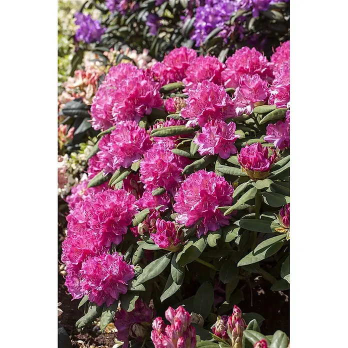 Pflanzen für dich Rhododendron 40-50 cm - Rhododendron Hybr. 'Catharine van Tol', Blütenfarbe: Rot - Leuchtend pinkfarbene Rhododendronblüten auf einem grünen Strauch, mit anderen bunten Blumen im weichen Hintergrund.