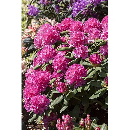 Pflanzen für dich  Rhododendron 40-50 cm
