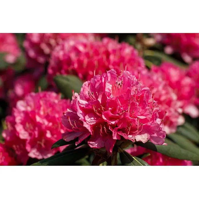 Pflanzen für dich Rhododendron 40-50 cm - Rhododendron Hybr. 'Catharine van Tol', Blütenfarbe: Rot - Nahaufnahme leuchtend rosa Rhododendronblüten in voller Blüte.