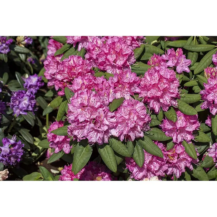 Pflanzen für dich Rhododendron 40-50 cm - Rhododendron Hybr. 'Catharine van Tol', Blütenfarbe: Rot - Lebhafte rosa und lila Rhododendronblüten auf einem üppig grünen Busch.