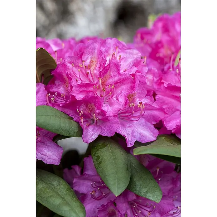 Pflanzen für dich Rhododendron 40-50 cm - Rhododendron Hybr. 'Catharine van Tol', Blütenfarbe: Rot - Leuchtend pinkfarbene Rhododendronblüten mit grünen Blättern.