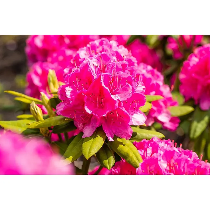 Pflanzen für dich Rhododendron 40-50 cm - Rhododendron Hybr. 'Catharine van Tol', Blütenfarbe: Rot - Lebhaft pinke Rhododendronblüten in einer Blüte, umgeben von grünen Blättern.