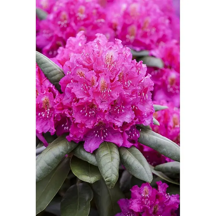 Pflanzen für dich Rhododendron 40-50 cm - Rhododendron Hybr. 'Catharine van Tol', Blütenfarbe: Rot - Helle pinkfarbene Rhododendronblüten mit grünen Blättern in voller Blüte.