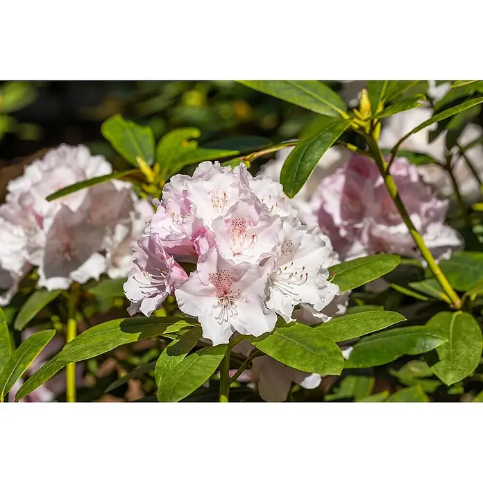 Pflanzen für dich Rhododendron 30-40 cm - Rhododendron 'Jacksonii', Blütenfarbe: Weiß - Büschel hellrosa und weißer Rhododendronblüten mit grünen Blättern.