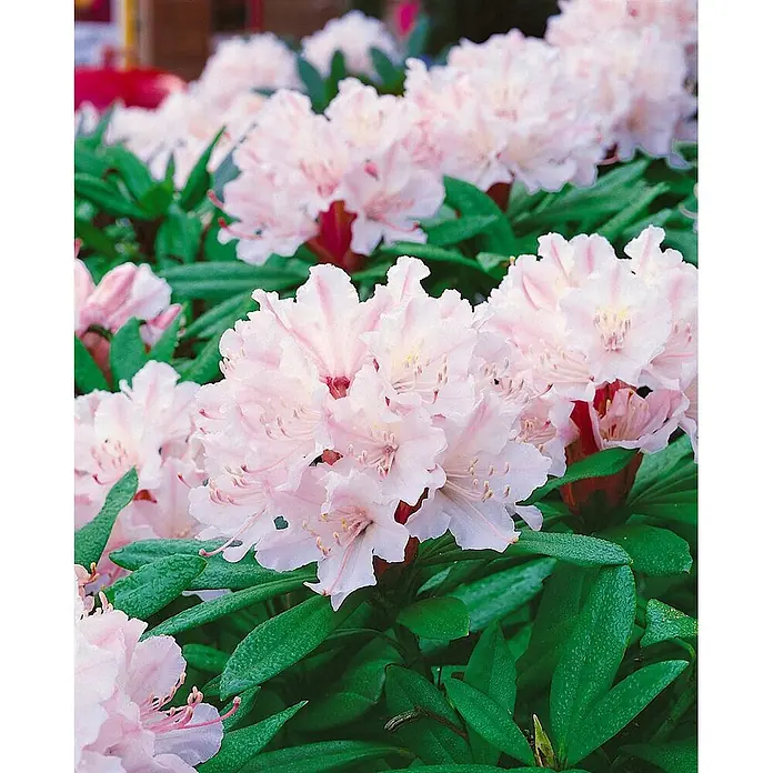 Pflanzen für dich Rhododendron 30-40 cm - Rhododendron 'Jacksonii', Blütenfarbe: Weiß - Nahaufnahme von hellrosa Rhododendronblüten mit grünen Blättern, die mehrere Blütenstände in voller Blüte zeigen.