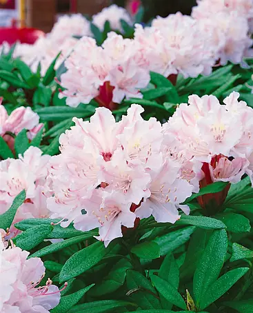 Pflanzen fr dich Rhododendron 70-80 cm online kaufen bei BAUHAUS