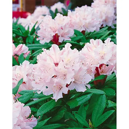Pflanzen für dich  Rhododendron 50-60 cm