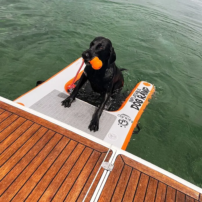 Badeleiter Dog Ramp Mini - L x B x H: 96 x 67 x 12 cm - Schwarzer Hund auf orange-weißer aufblasbarer Hunderampe, um vom Wasser ins Boot zu gelangen.