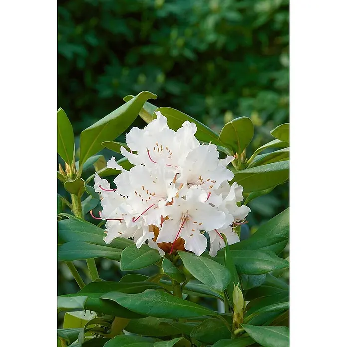 Pflanzen für dich Rhododendron 30-40 cm - Rhododendron 'Jacksonii', Blütenfarbe: Weiß - Ein Büschel weißer Blüten mit roten Staubfäden und gelben Staubbeuteln, blühend an einer Pflanze.