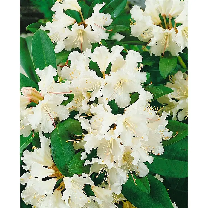 Pflanzen für dich Rhododendron 30-40 cm - Rhododendron 'Jacksonii', Blütenfarbe: Weiß - Nahaufnahme von leuchtend weißen Rhododendronblüten zwischen grünen Blättern.