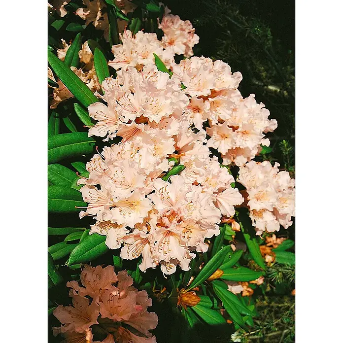 Pflanzen für dich Rhododendron 30-40 cm - Rhododendron 'Jacksonii', Blütenfarbe: Weiß - Dichte Ansammlung blassrosa-pfirsichfarbener Rhododendronblüten mit gekrausten Blütenblättern und sichtbaren Staubblättern, umgeben von grünen Blättern.