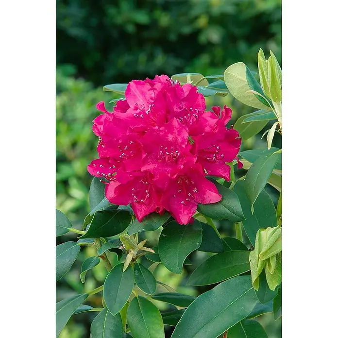 Pflanzen für dich Rhododendron 30-40 cm - Rhododendron 'Renata', Blütenfarbe: Rot - Eine leuchtend magentafarbene Rhododendron-Blütenpracht mit sichtbaren Staubgefäßen, die zwischen ihren glänzenden dunkelgrünen Blättern blüht.
