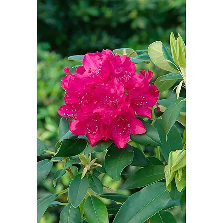 roseum elegans rhododendron Rhododendron 'Roseum Elegans'