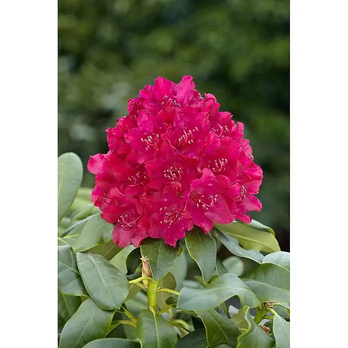 Pflanzen für dich Rhododendron 30-40 cm - Rhododendron 'Renata', Blütenfarbe: Rot - Lebendige fuchsiafarbene Rhododendronblüte mit vielen Blüten und grünen Blättern.