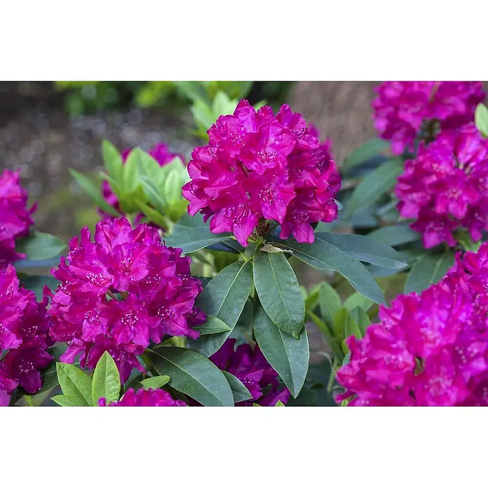 Pflanzen für dich Rhododendron 30-40 cm - Rhododendron 'Renata', Blütenfarbe: Rot - Leuchtend pinke Rhododendronblüten zwischen grünen Blättern.