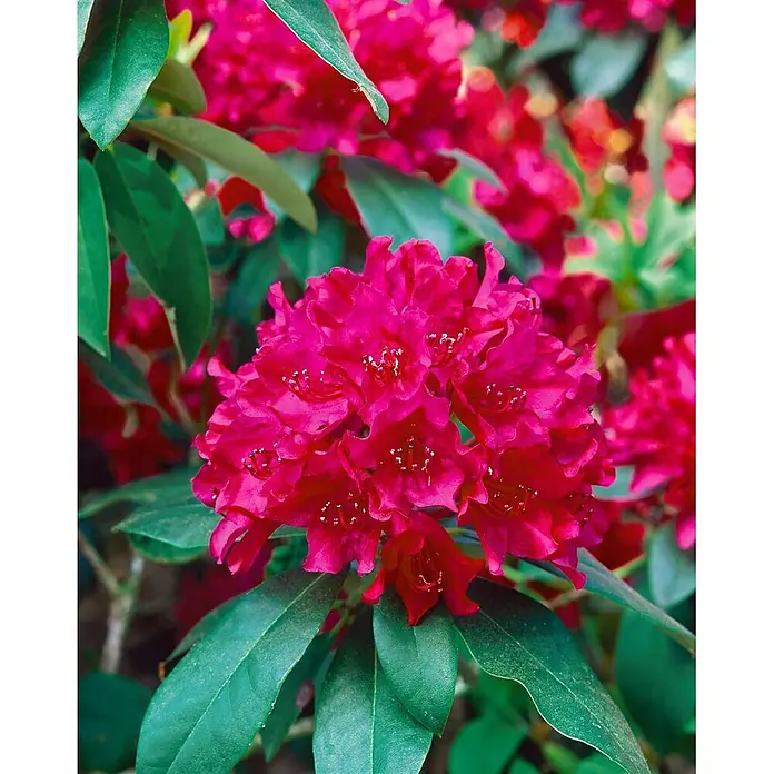 Pflanzen für dich Rhododendron 30-40 cm - Rhododendron 'Renata', Blütenfarbe: Rot - Gruppe leuchtend pinker Rhododendronblüten mit grünen Blättern in einem Garten.