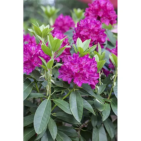 Pflanzen für dich  Rhododendron 30-40 cm