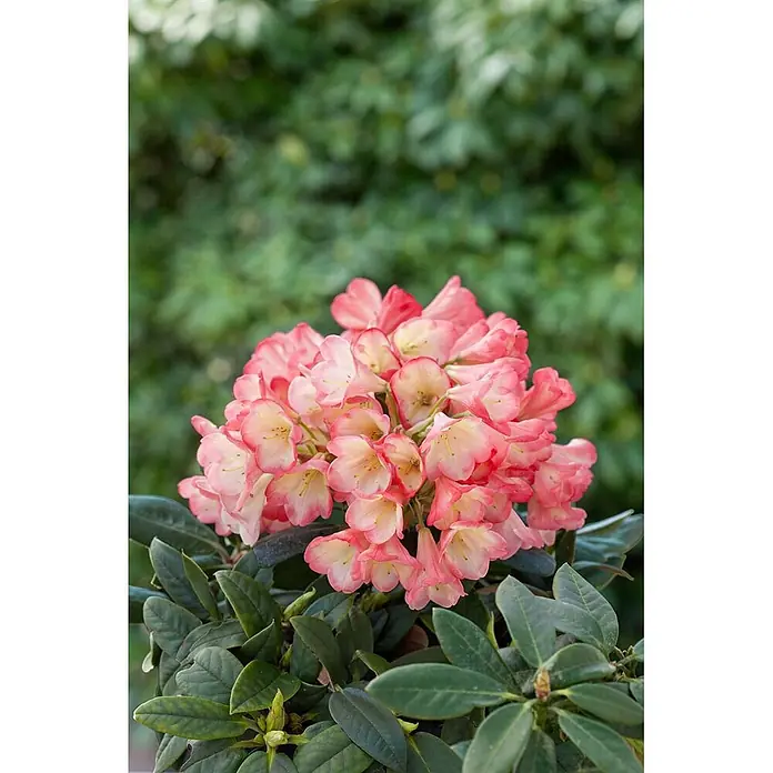 Pflanzen für dich Rhododendron 40-50 cm - Rhododendron yakushimanum 'Barbarella', Blütenfarbe: Rot - Eine Gruppe leuchtend rosa-cremefarbener Rhododendronblüten mit grünen Blättern.