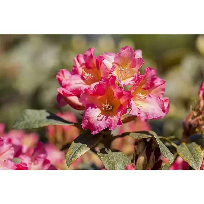 Pflanzen für dich Rhododendron 40-50 cm - Rhododendron yakushimanum 'Barbarella', Blütenfarbe: Rot - Leuchtend pink-orange Rhododendronblüten in voller Blüte, umgeben von grünen Blättern.