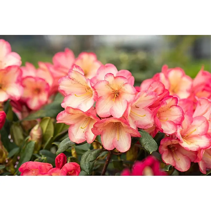 Pflanzen für dich Rhododendron 40-50 cm - Rhododendron yakushimanum 'Barbarella', Blütenfarbe: Rot - Nahaufnahme von leuchtend rosa und gelben Rhododendronblüten.