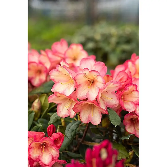 Pflanzen für dich Rhododendron 40-50 cm - Rhododendron yakushimanum 'Barbarella', Blütenfarbe: Rot - Gruppe leuchtend pinker und cremefarbener Blüten mit grünen Blättern.