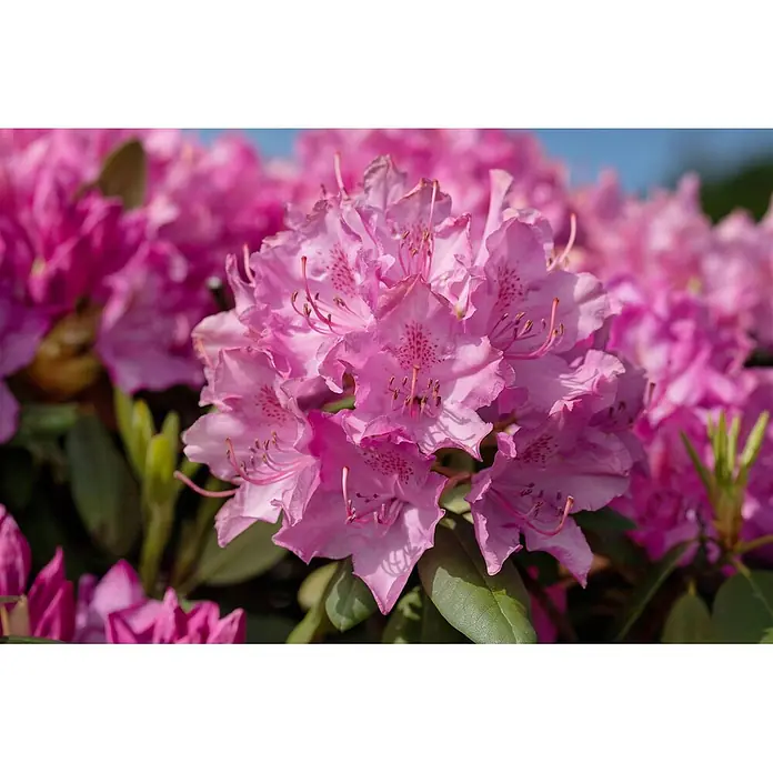 Pflanzen für dich Rhododendron 30-40 cm - Rhododendron 'Walküre', Blütenfarbe: Rot - Leuchtend rosa Rhododendronblüten mit gesprenkelten Blütenblättern und ausgeprägten Staubblättern, blühend zwischen grünen Blättern.