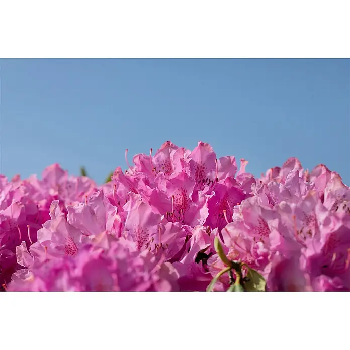 Pflanzen für dich Rhododendron 30-40 cm - Rhododendron 'Walküre', Blütenfarbe: Rot - Rosa Rhododendronblüten blühen lebhaft vor einem klaren blauen Himmel, den unteren Bildbereich füllend.