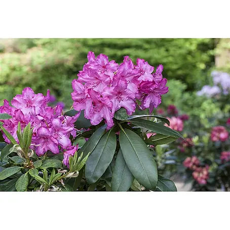 Pflanzen für dich  Rhododendron 40-50 cm