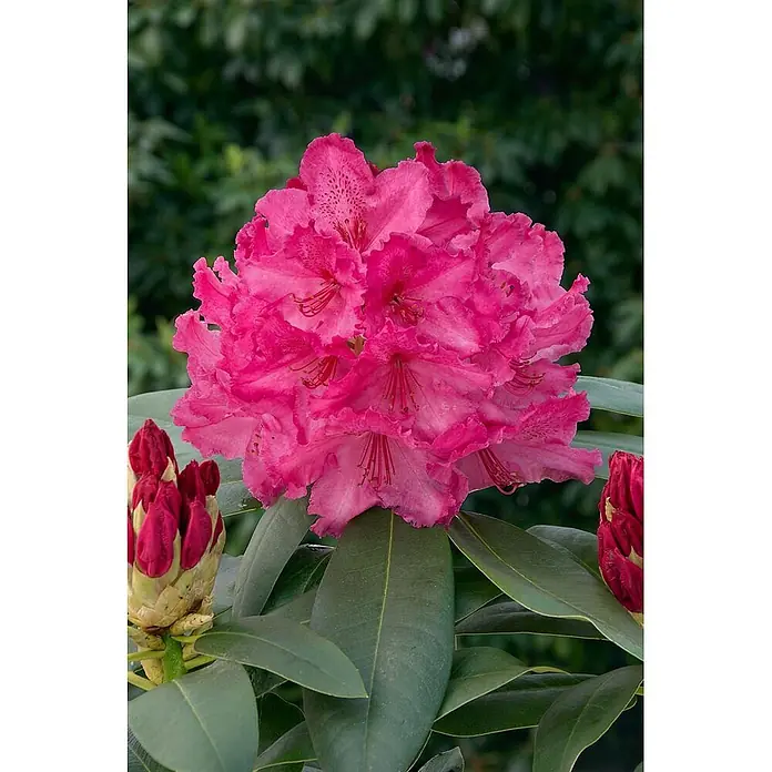 Pflanzen für dich Rhododendron 30-40 cm - Rhododendron 'Walküre', Blütenfarbe: Rot - Nahaufnahme einer leuchtend pinken Rhododendronblüte mit grünen Blättern und roten Knospen.