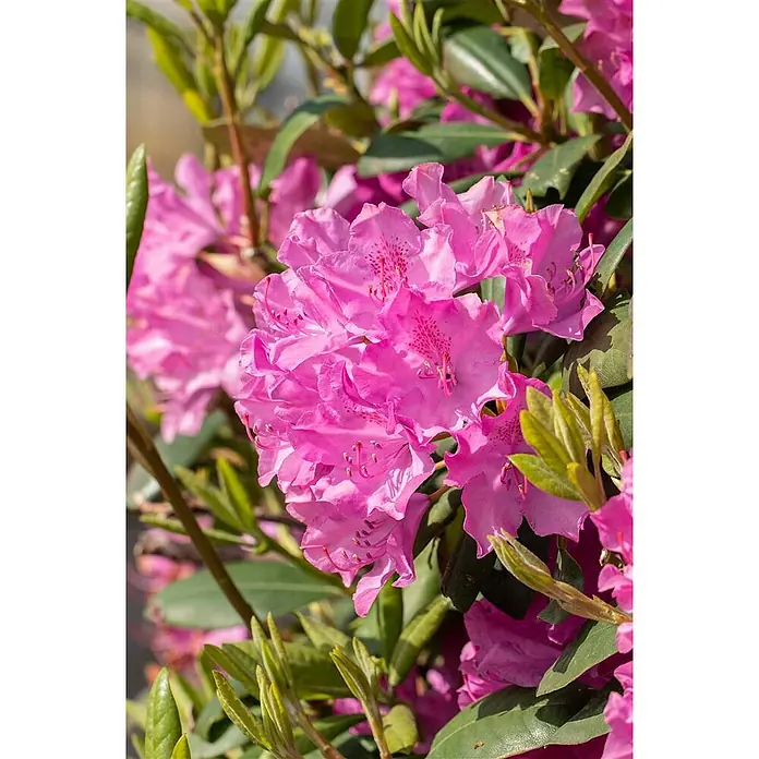 Pflanzen für dich Rhododendron 30-40 cm - Rhododendron 'Walküre', Blütenfarbe: Rot - Gruppe leuchtend pinker Rhododendronblüten mit grünen Blättern.