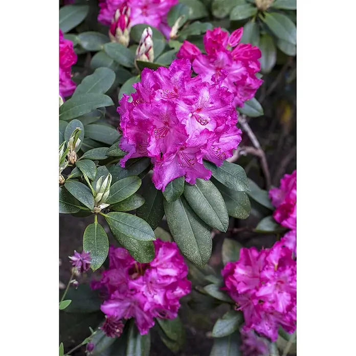 Pflanzen für dich Rhododendron 30-40 cm - Rhododendron 'Walküre', Blütenfarbe: Rot - Lebhaft pinke Rhododendronblüten zwischen dunkelgrünen Blättern.
