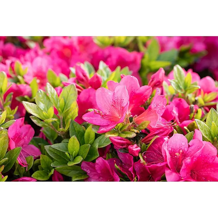 Pflanzen für dich Rhododendron 30-40 cm - Rhododendron obtusum 'Little Red', Blütenfarbe: Rot - Nahaufnahme leuchtend rosa Azaleenblüten mit grünen Blättern.