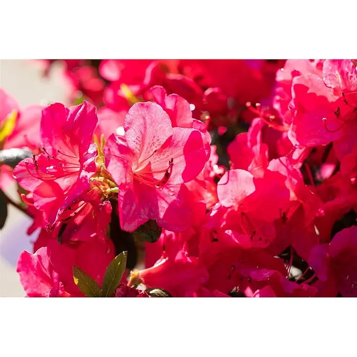 Pflanzen für dich Rhododendron 30-40 cm - Rhododendron obtusum 'Little Red', Blütenfarbe: Rot - Eine Gruppe leuchtend rosafarbener Azaleenblüten mit zarten Blütenblättern und sichtbaren Staubblättern.
