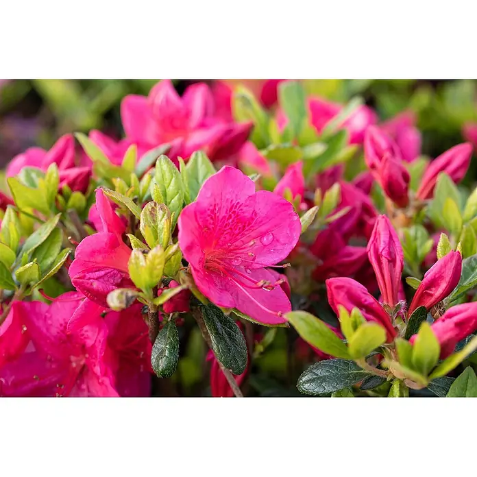 Pflanzen für dich Rhododendron 30-40 cm - Rhododendron obtusum 'Little Red', Blütenfarbe: Rot - Leuchtend pinke Azaleenblüten mit sichtbaren Staubblättern und Wassertropfen auf den Blütenblättern, zwischen grünen Blättern und ungeöffneten Knospen.