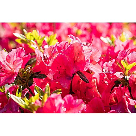 stechpalme dark green Japanische Stechpalme Dark Green® (Ilex crenata) | 80-100 cm im Topf