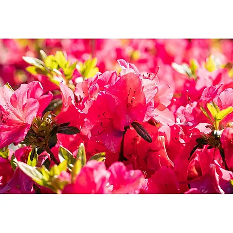 Pflanzen für dich  Japanische Azalee 25-30 cm