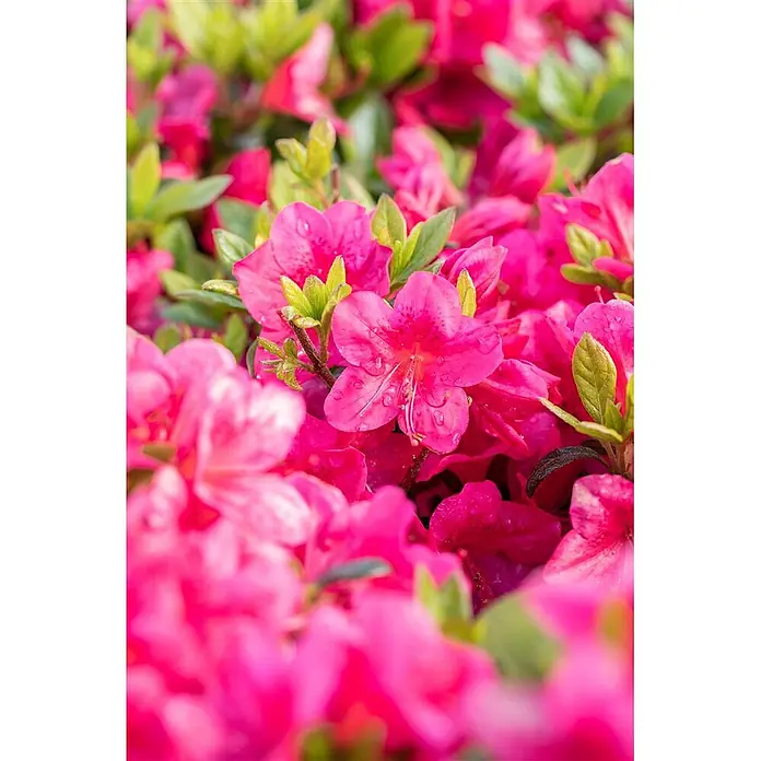 Pflanzen für dich Rhododendron 30-40 cm - Rhododendron obtusum 'Little Red', Blütenfarbe: Rot - Nahaufnahme von leuchtend rosa Blüten mit grünen Blättern und Wassertropfen.