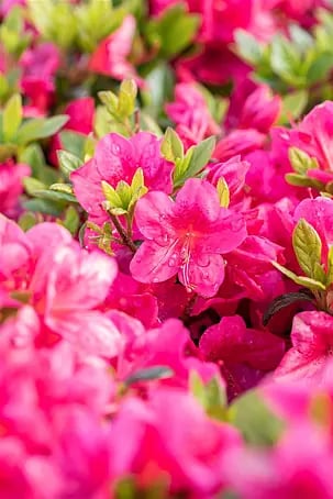 rhododendron und rosen zusammen pflanzen Rhododendron 'Wine and Roses' Rosa kaufen main image 1