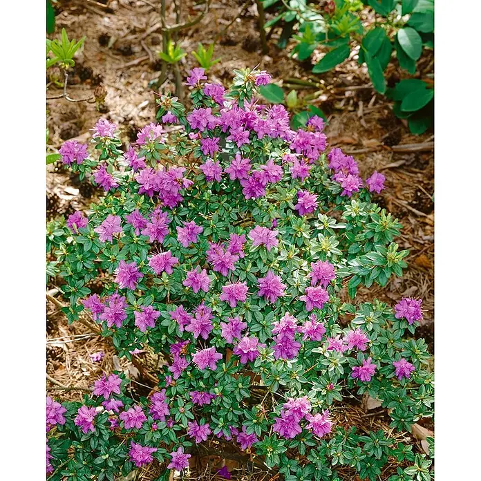 Pflanzen für dich Rhododendron 30-40 cm - Rhododendron prostratum, Blütenfarbe: Lila - Lebhafter violetter Azaleenbusch in voller Blüte mit grünen Blättern im Gartenbeet.