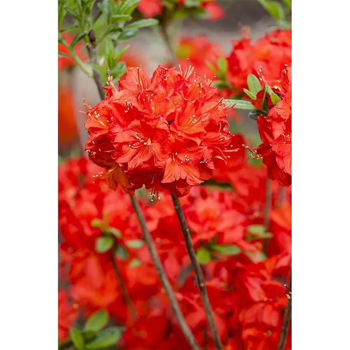 Pflanzen für dich Rhododendron 30-40 cm - Rhododendron luteum 'Nabucco', Blütenfarbe: Rot - Lebhaftes Büschel roter Blüten mit sichtbaren Staubgefäßen, auf einer Pflanze zwischen anderen roten Blüten und grünem Laub.