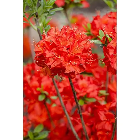 Pflanzen für dich  Rhododendron 20-30 cm