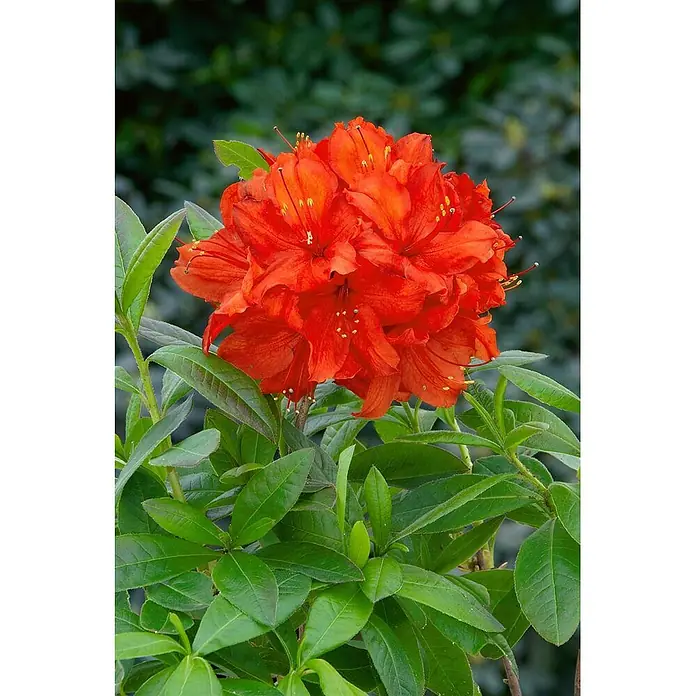 Pflanzen für dich Rhododendron 20-30 cm - Rhododendron luteum 'Nabucco', Blütenfarbe: Rot - Leuchtend orangefarbene Azaleenblüten mit gelben Staubgefäßen zwischen üppigem grünem Laub.