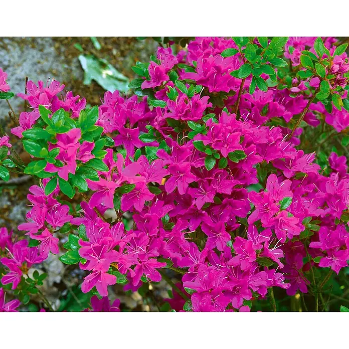 Pflanzen für dich Rhododendron 15-20 cm - Rhododendron obtusum 'Diamant Purpur', Blütenfarbe: Lila - Nahaufnahme eines üppigen pinkfarbenen Azaleenbusches in voller Blüte mit leuchtend grünen Blättern.