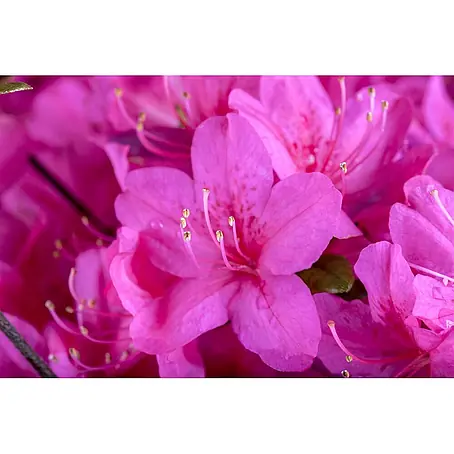 Pflanzen für dich  Rhododendron 15-20 cm