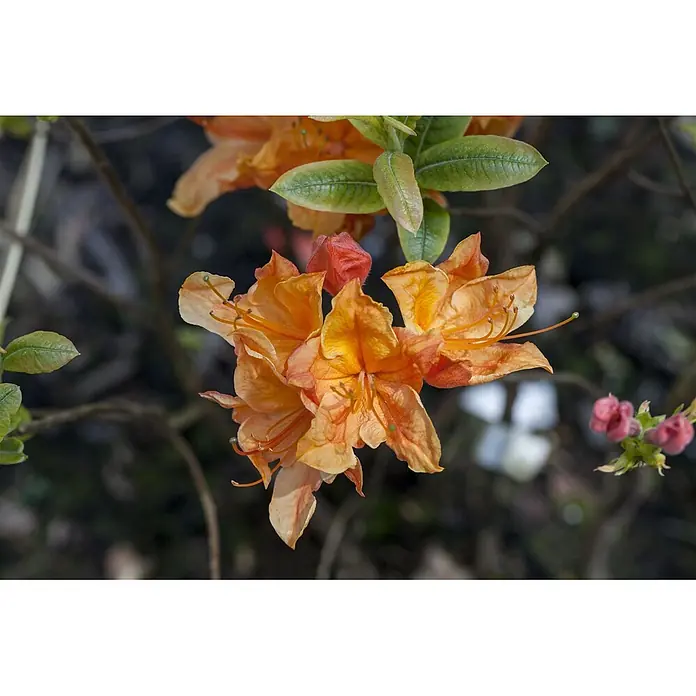 Pflanzen für dich Rhododendron 30-40 cm - Rhododendron austrinum, Blütenfarbe: Gelb - Strahlend orange blühende Blumen mit grünen Blättern.
