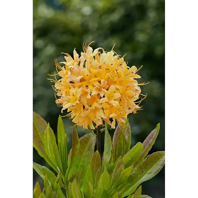 Pflanzen für dich Rhododendron 30-40 cm - Rhododendron austrinum, Blütenfarbe: Gelb - Ein lebhafter Blütenstand aus leuchtend gelben, trompetenförmigen Blüten zwischen grünen Blättern.